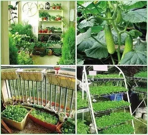 陽(yáng)臺(tái)種菜讓您其樂(lè)無(wú)窮  天恒裝飾