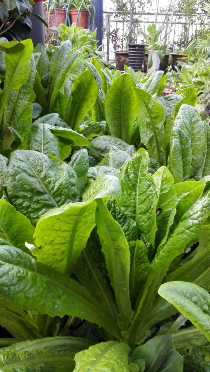 陽(yáng)臺(tái)種菜讓您其樂(lè)無(wú)窮  天恒裝飾