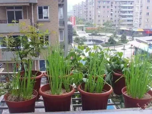 陽(yáng)臺(tái)種菜讓您其樂(lè)無(wú)窮  天恒裝飾