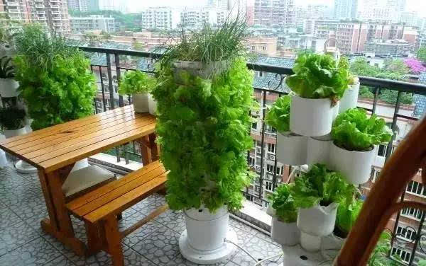 陽(yáng)臺(tái)種菜讓您其樂(lè)無(wú)窮  天恒裝飾