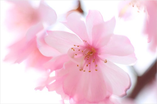 【洛陽天恒】過年沒對象？藍瘦香菇？五招教你打造桃花運風水