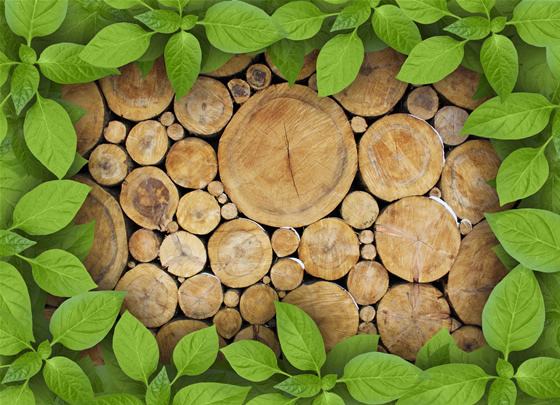 鋸材進口量被反超?美國這次厲害了!